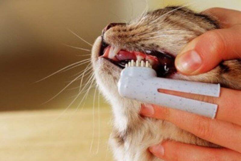 Почему у кошки или кота воняет изо рта и как избавиться от неприятного запаха