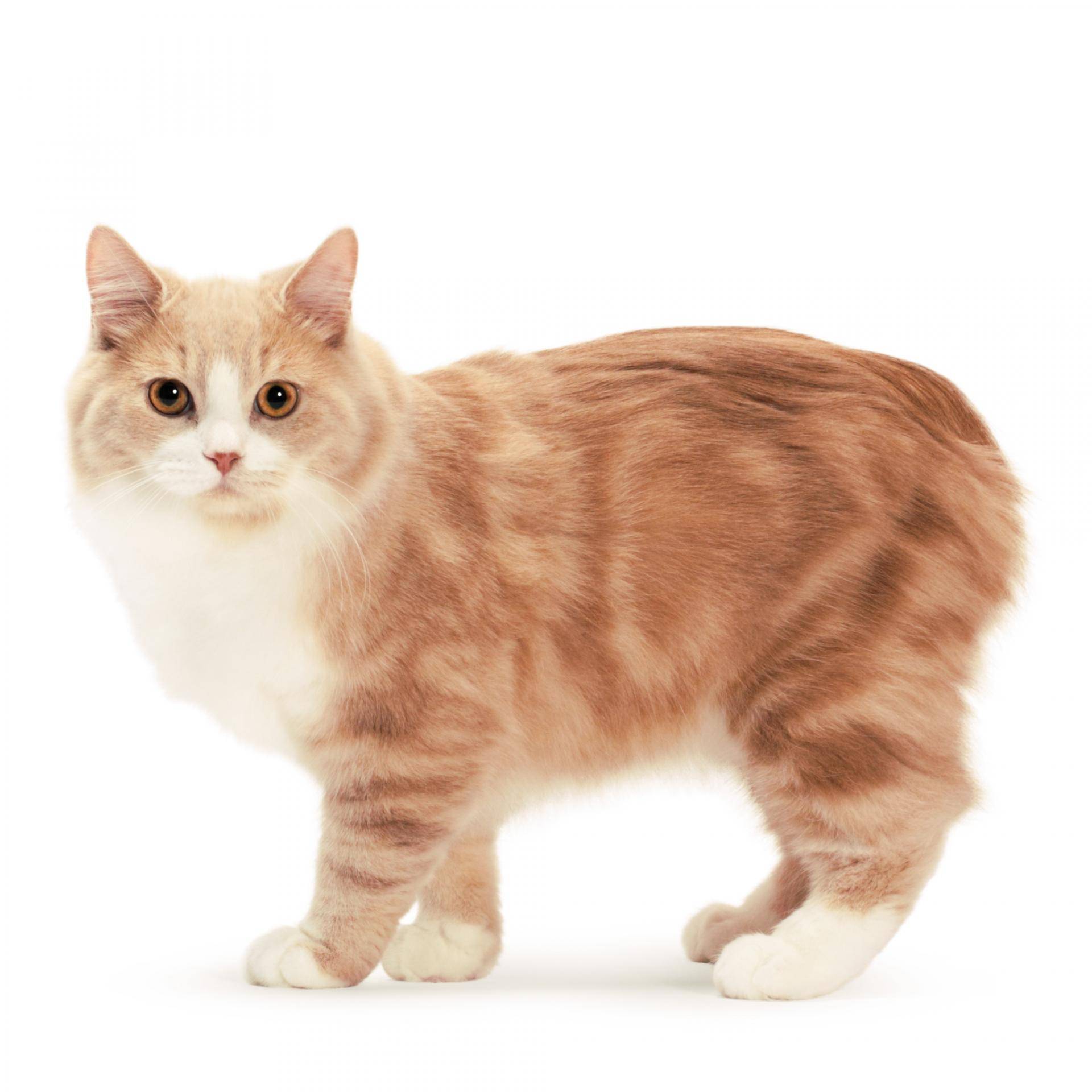 Кимрик (уэльская кошка): фото, описание породы, характер и здоровье