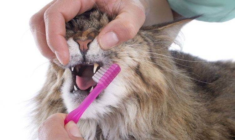 У кошки сильный неприятный запах изо рта: причины и лечение