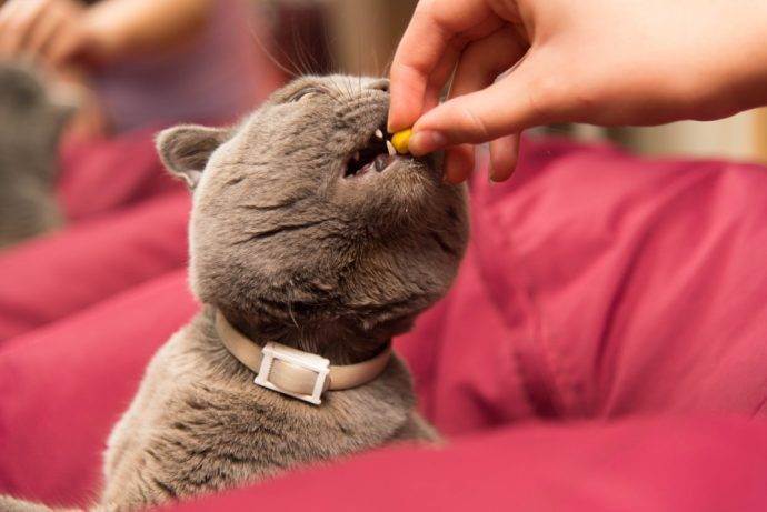 Как дать кошке таблетку?