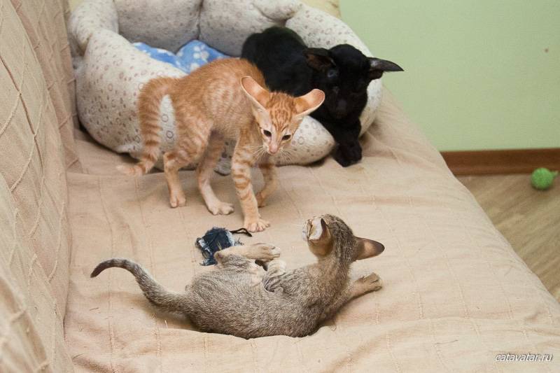Коты дерутся и орут – что делать, как подружить кошек между собой в квартире?