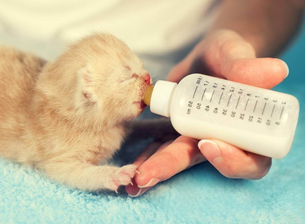 Как кормить новорожденного котенка без кошки?