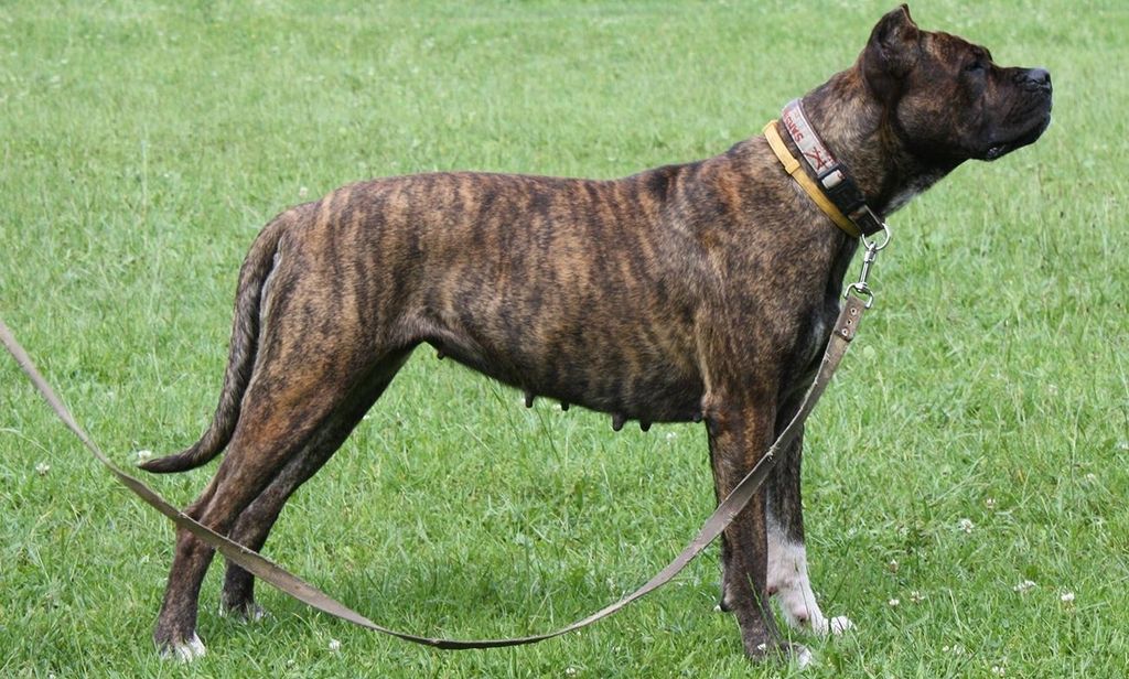 Подробное описание внешности и характера породы собак аланский дог