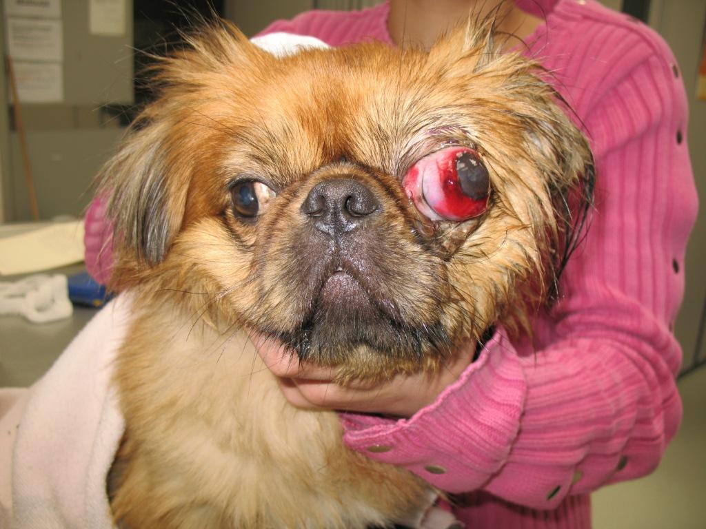 11 пород собак у которых выпадают глаза: что делать когда выпал глаз и лечение проптоза