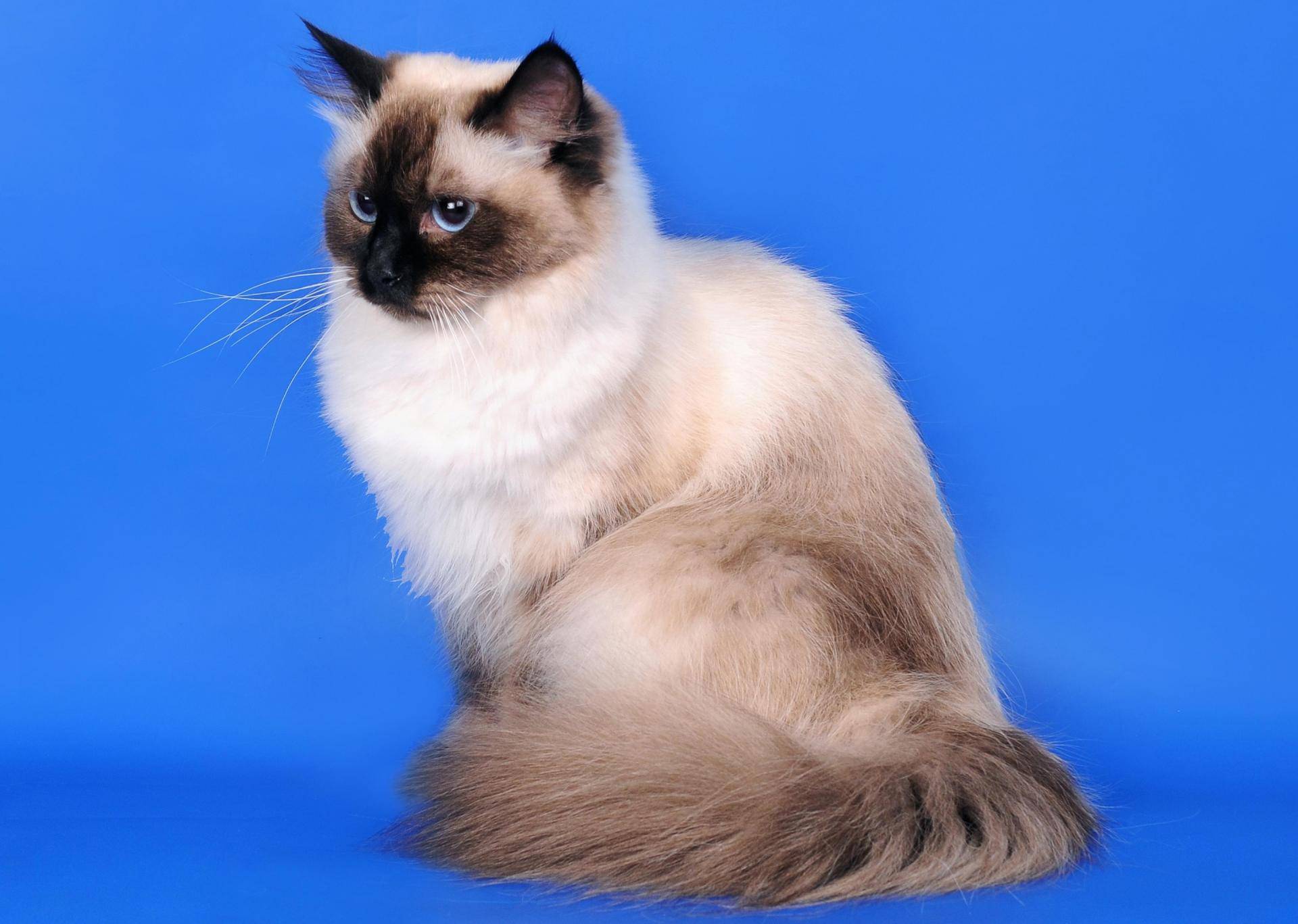 Фото сиамской длинношерстной кошки