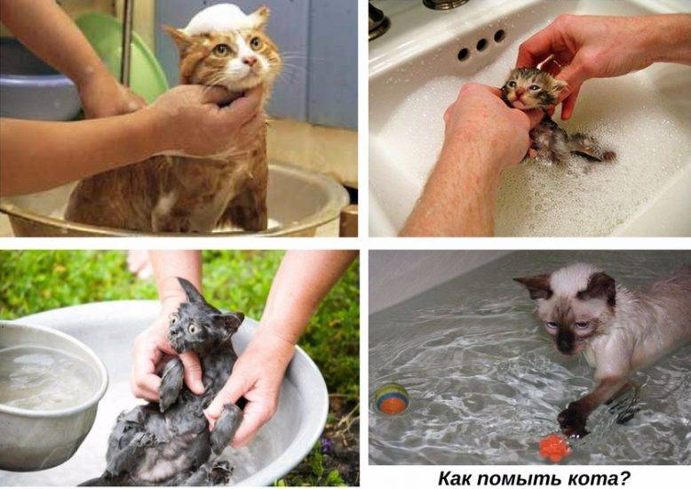 Как купать маленького котенка