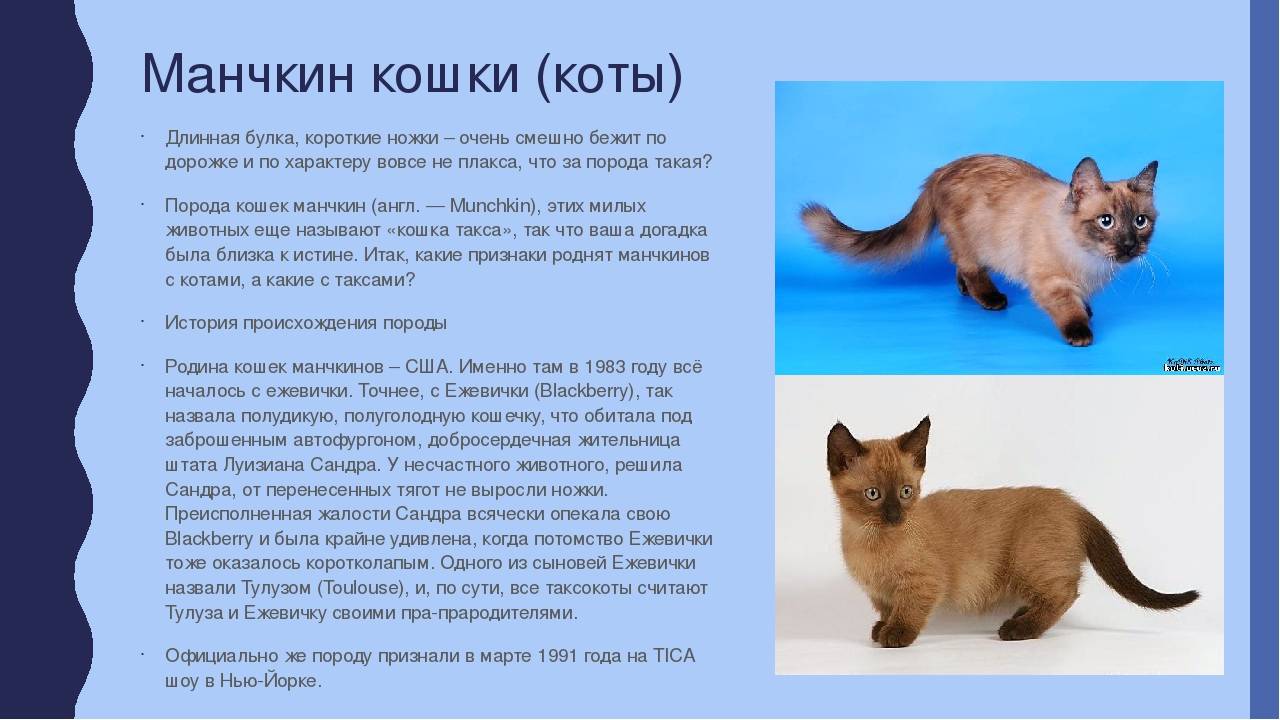 Кошка-такса манчкин: описание и характер коротколапых кошек и котов с короткими лапами породы манчкин с фото