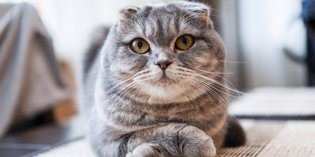 Почему у кота висит «курдюк»: причины отвисания кожи на животе у кошек шотландской, британской и других пород