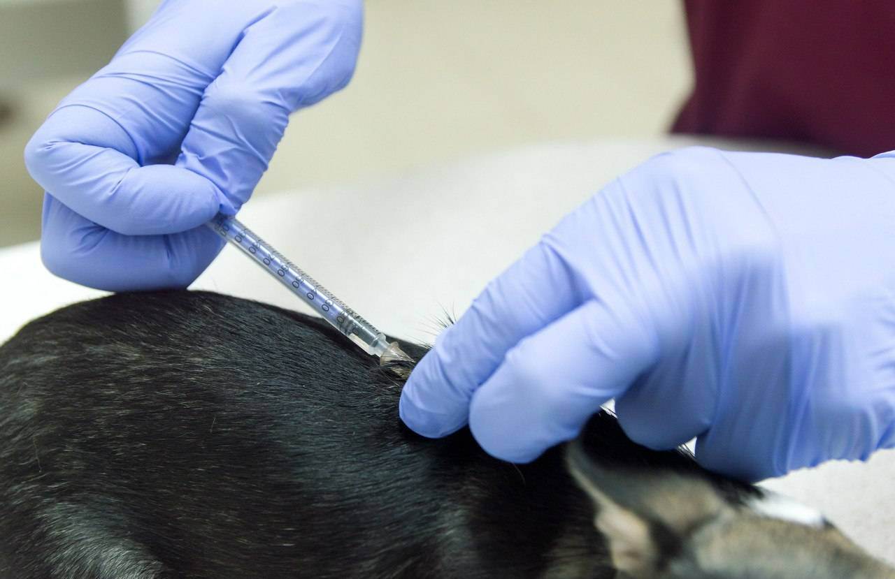 Стоит ли делать прививки домашним животным? аргументы за и против