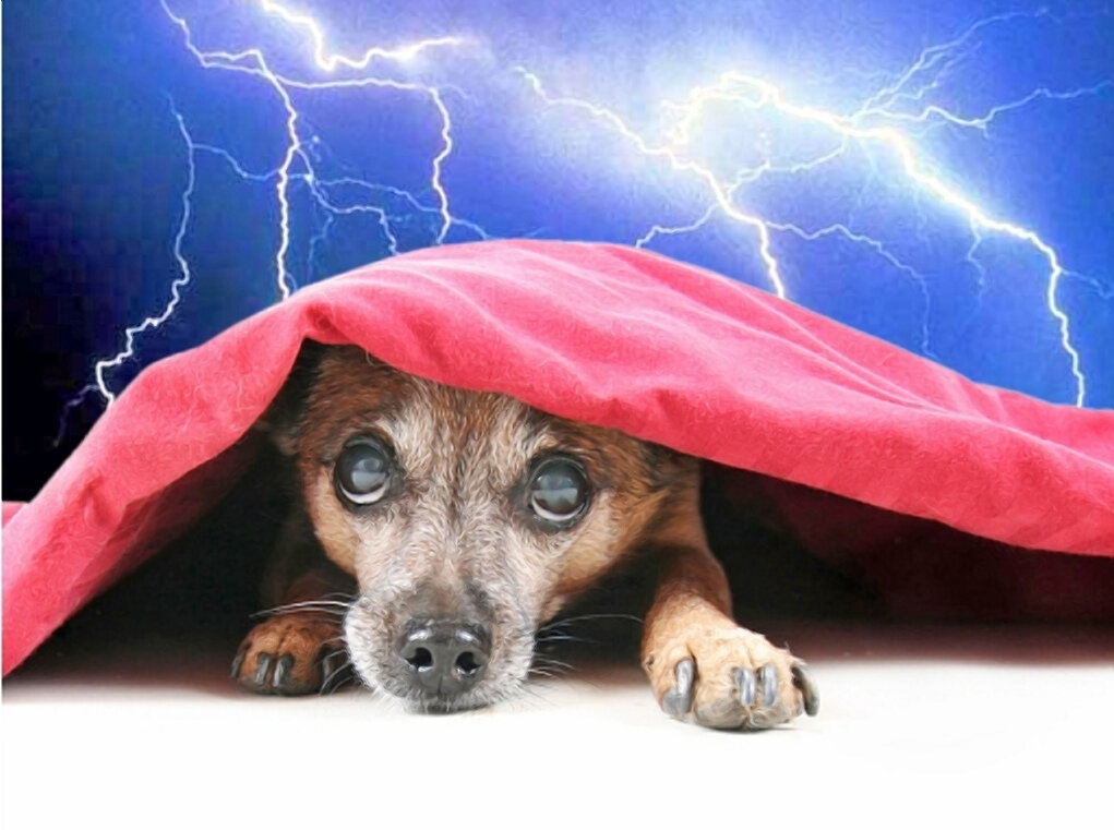 Если собака боится грозы: ветеринар рассказал как успокоить питомца без лекарств - досуг