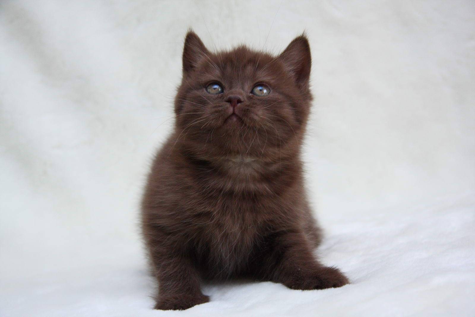 Британская короткошерстная кошка: описание породы, характер, фото