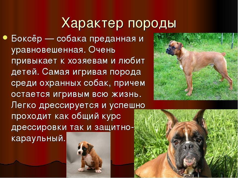 Немецкий боксер: лучшая порода собак, описание, характеристика, вес, как выглядит, щенки, стоимость