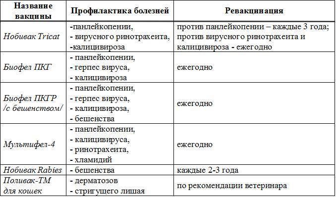 Схема прививки кошек