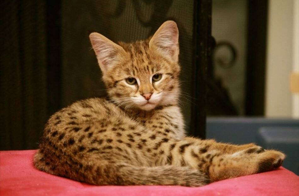 Какая кошка самая дорогая в мире: топ-10 элитных пород с описанием
