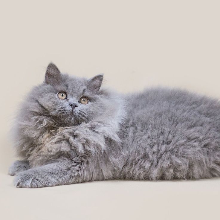 Британская кошка: описание породы и характера | kitty pryde