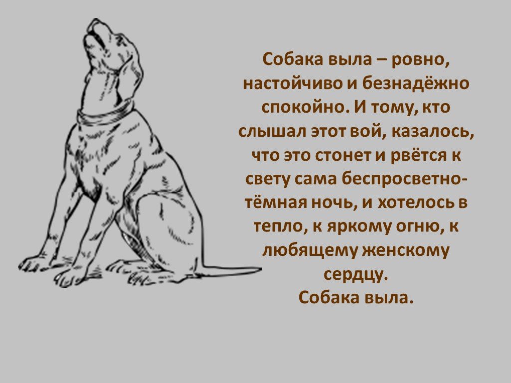 К чему воет собака во дворе, на улице, у соседей, дома? приметы :: syl.ru