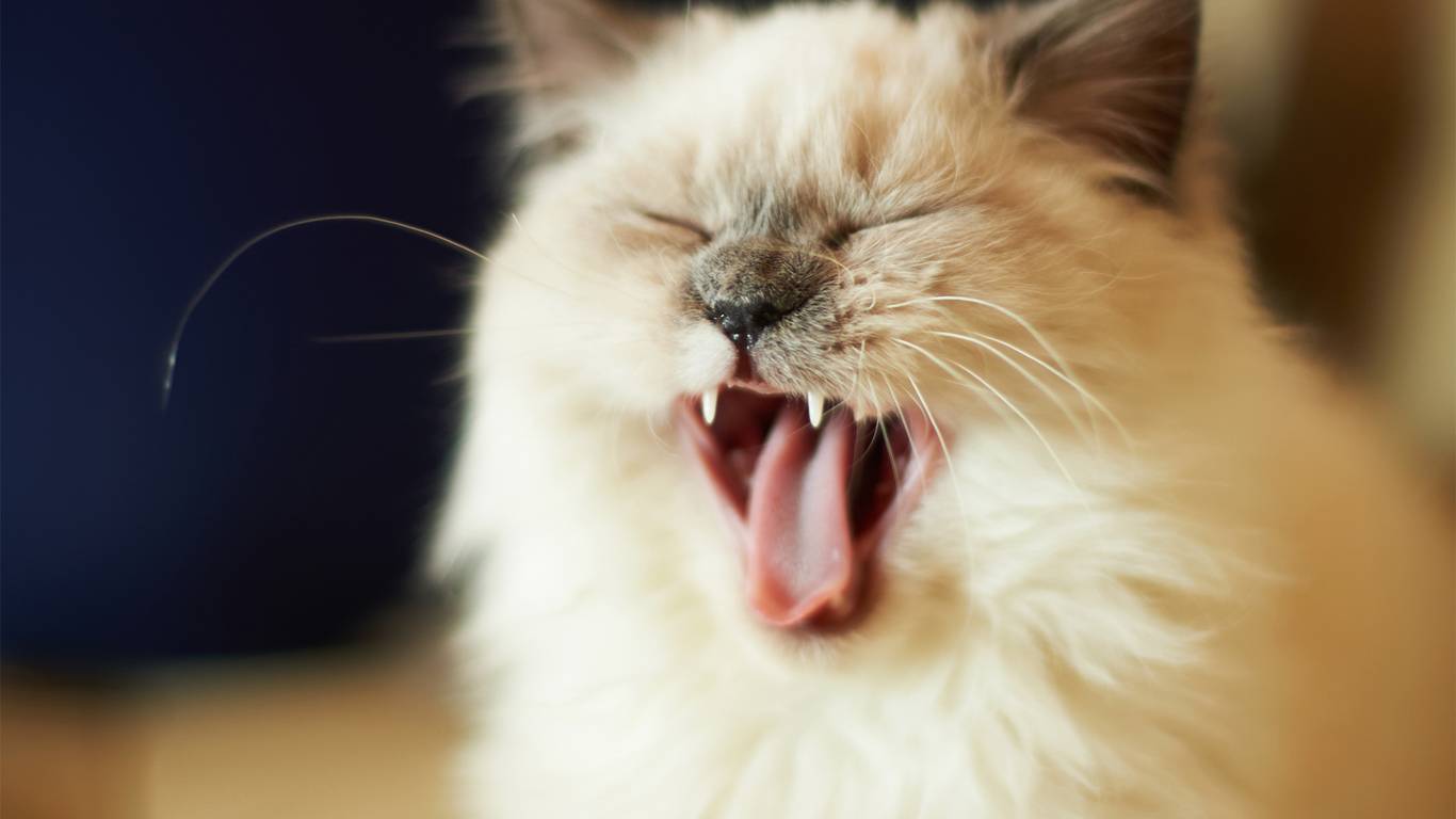 Почему кот часто зевает