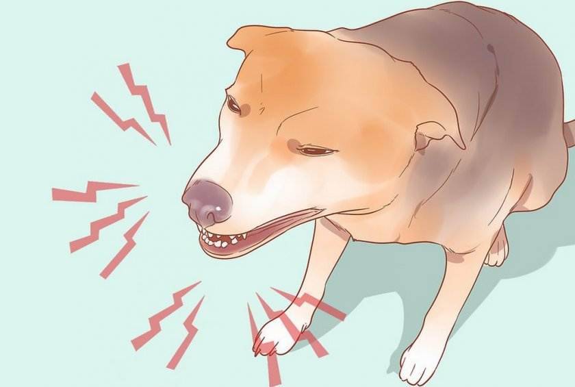 Собака дышит с открытым ртом - корень поведения