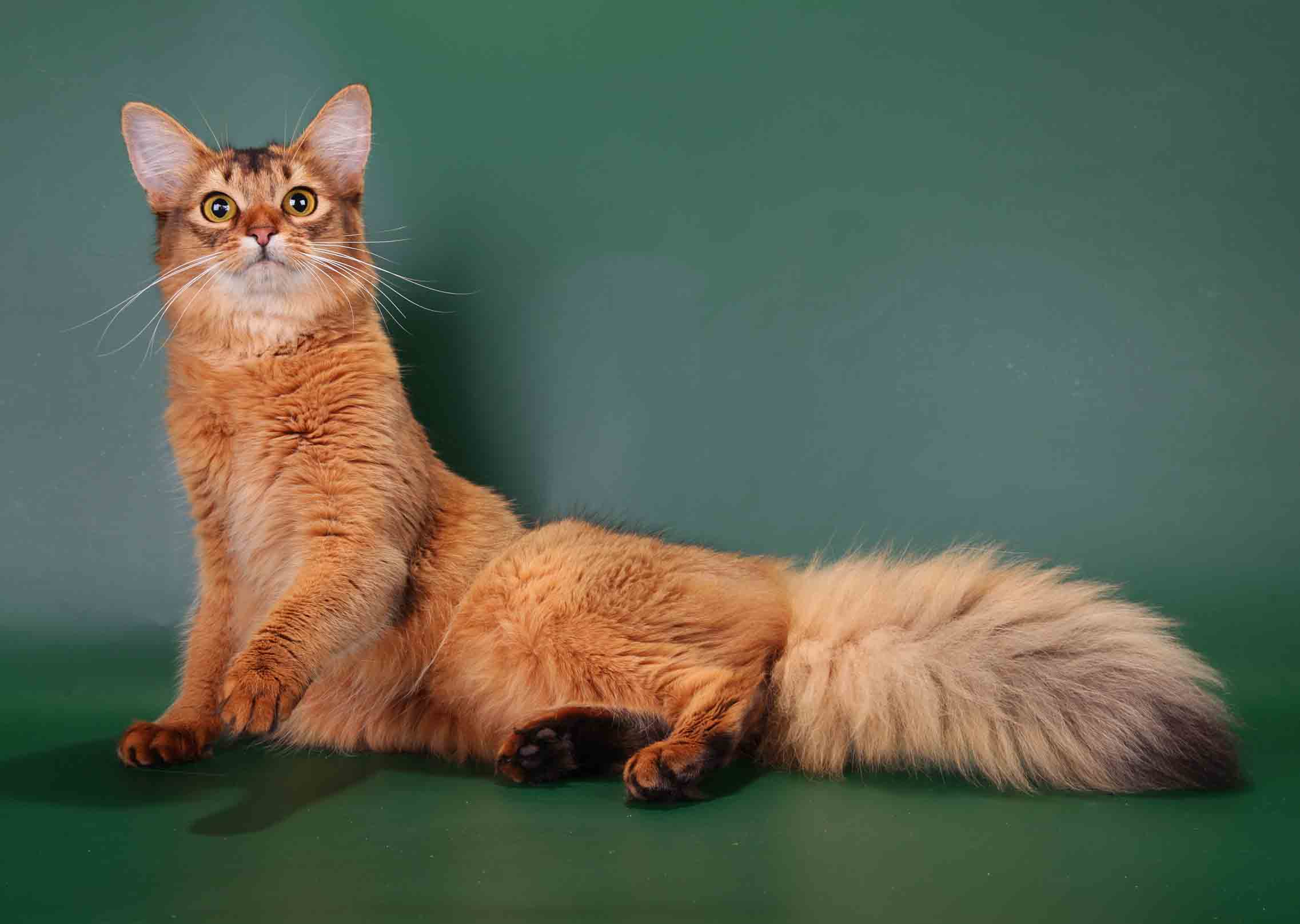 Сомалийская кошка: 100 фото, видео описание, особенности ухода и характеристика породы