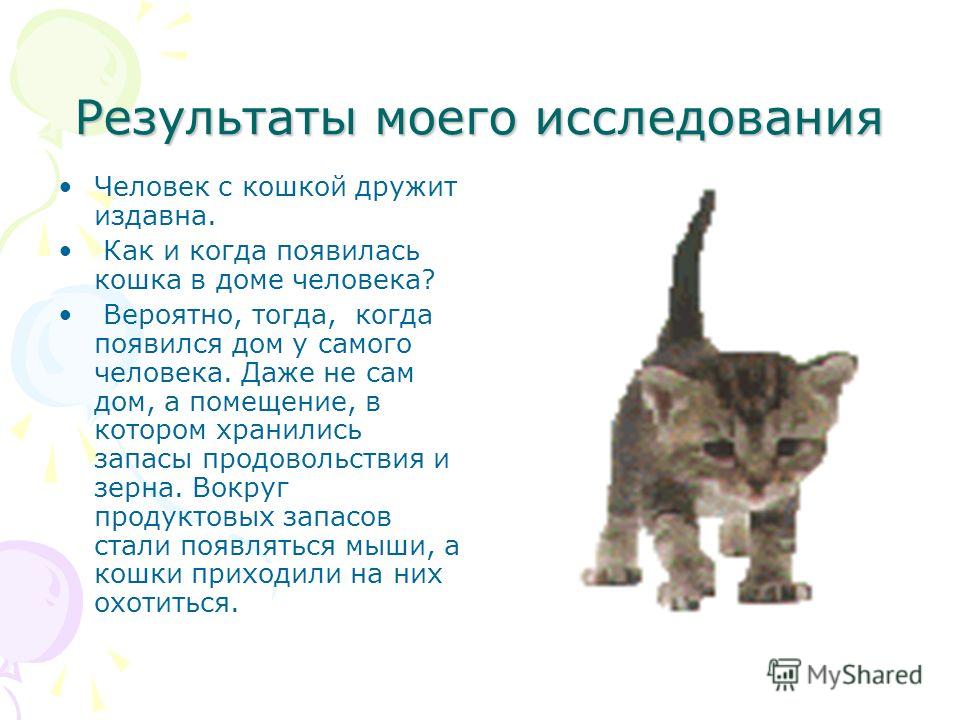 Проект откуда появились кошки