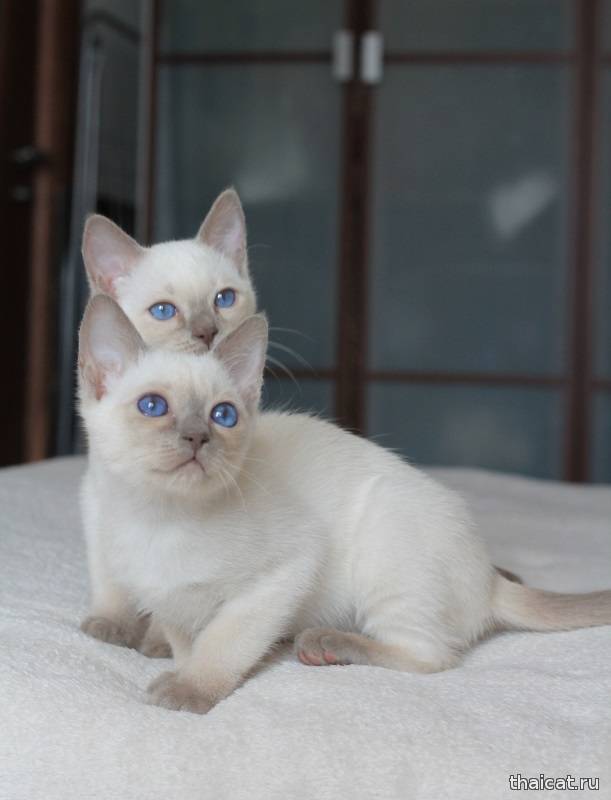 Кошки, которые привлекают внимание: персидская, британская и шотландская породы, одетые в маску колор-пойнт