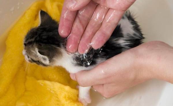 Можно ли мыть беременную кошку