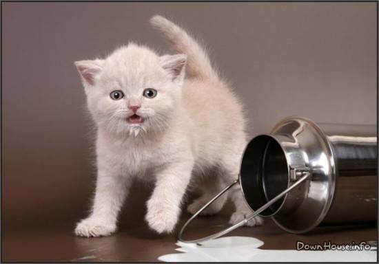 Почему коты так сильно любят молоко и можно ли его давать