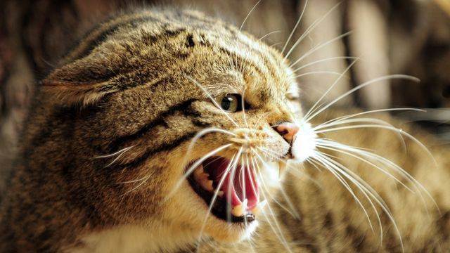 Кошка кусается: чем опасно, причины, поведение, что делать