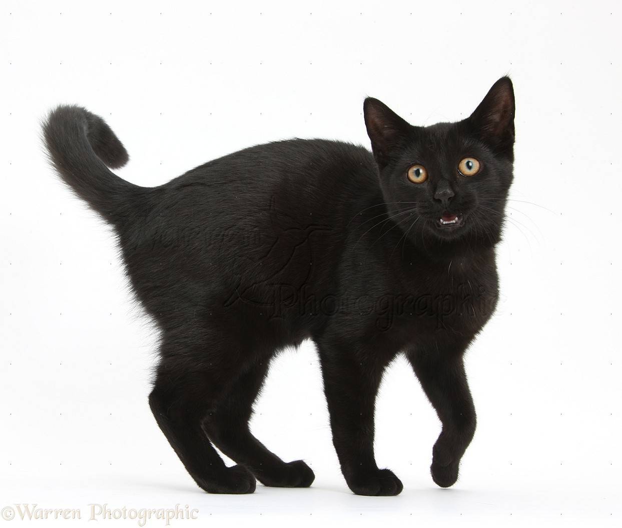 Черно-белые коты и кошки: фото пород с описанием
черно-белые коты и кошки: фото пород с описанием