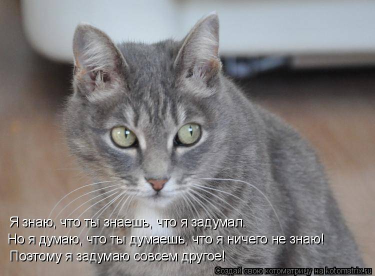 Умеют ли кошки думать на самом деле: что они мыслят про своих хозяев