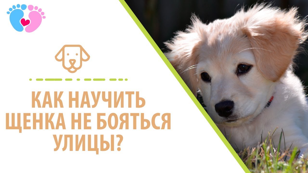 10 собачьих фобий и страхов: причины страха у собак | домашние животные