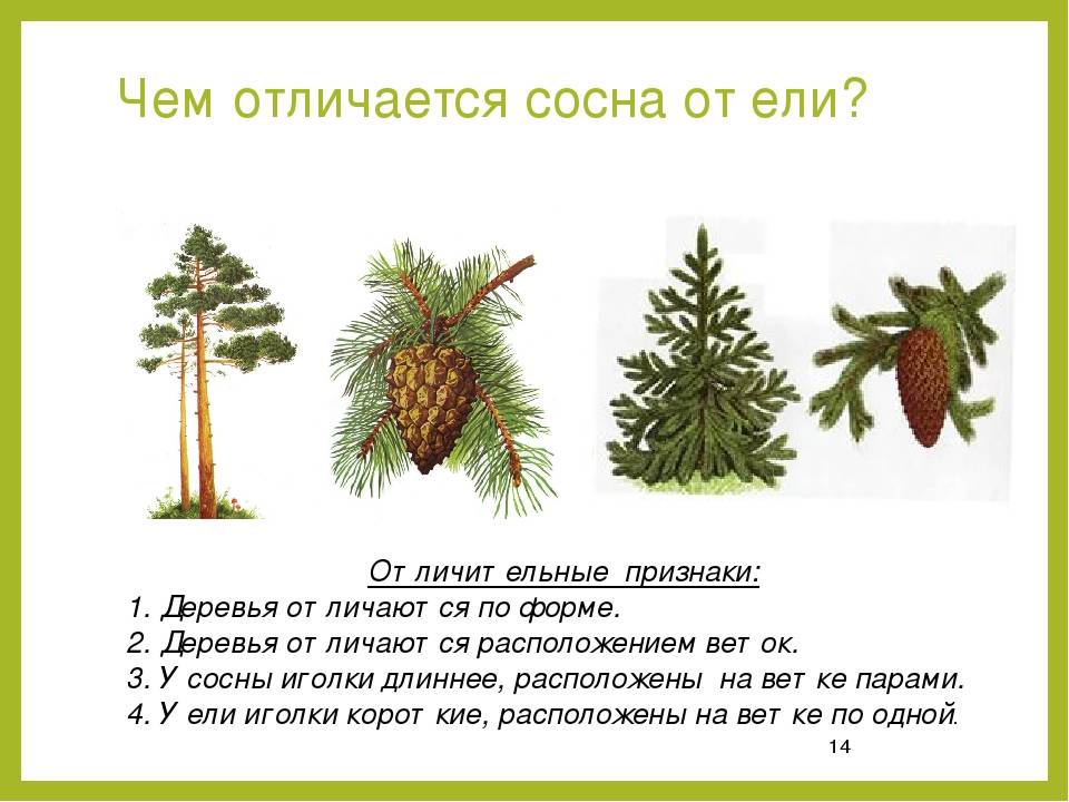 Какие ветки можно давать кроликам