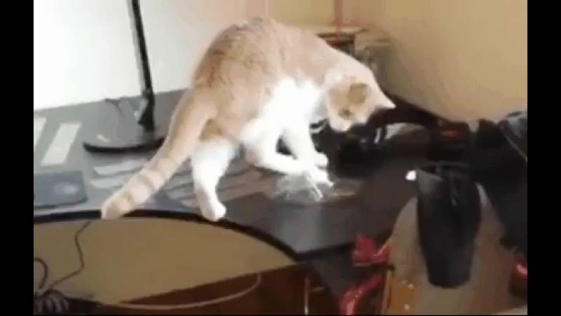 Как отучить кошку лазить по столам и кухонной мебели?