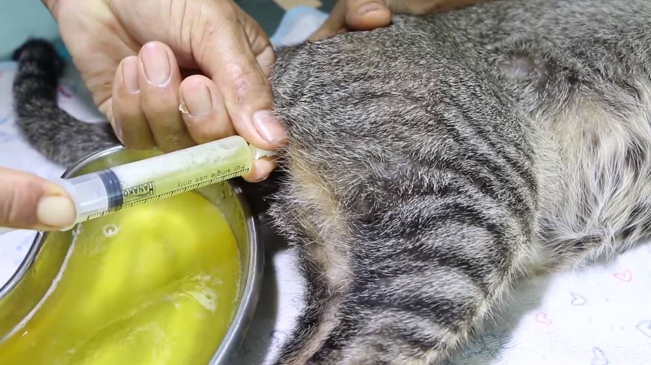 Струвиты в моче у кошки или кота | как лечить, лечение