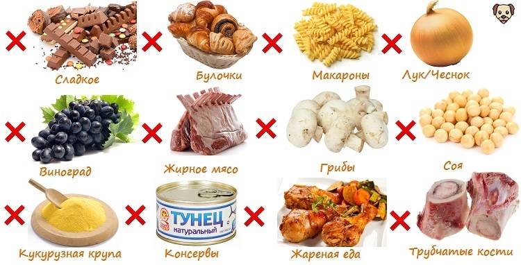 Что можно давать собаке и как правильно составить рацион