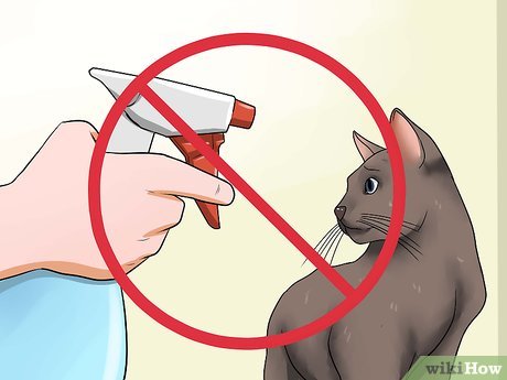 Как успокоить кота: советы и рекомендации ветеринаров