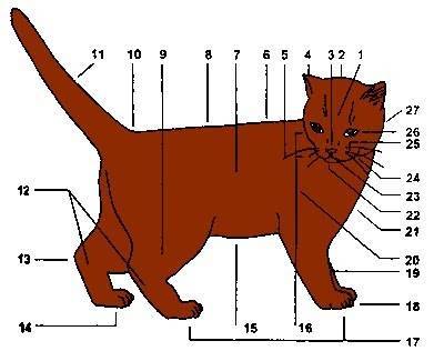 Сколько сосков у кошки и кота: анатомия и возможные патологии. есть ли у котов соски