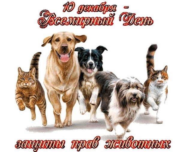Праздники животных -  собаки и щенки