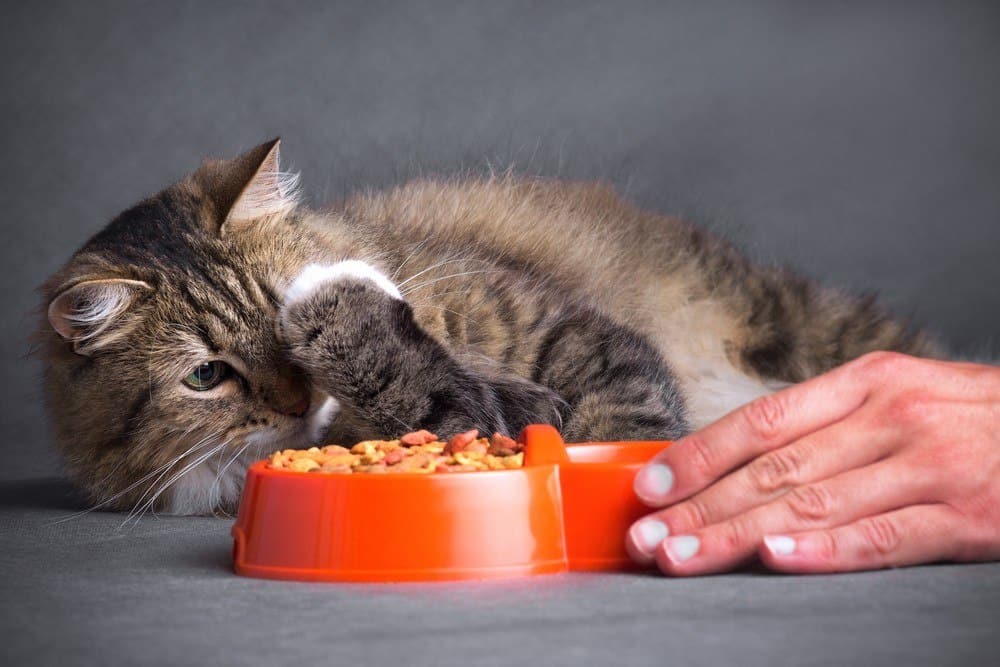 Отсутствие аппетита у котов, кот не ест или есть мало - симптомы, лечение, препараты, причины появления | наши лучшие друзья