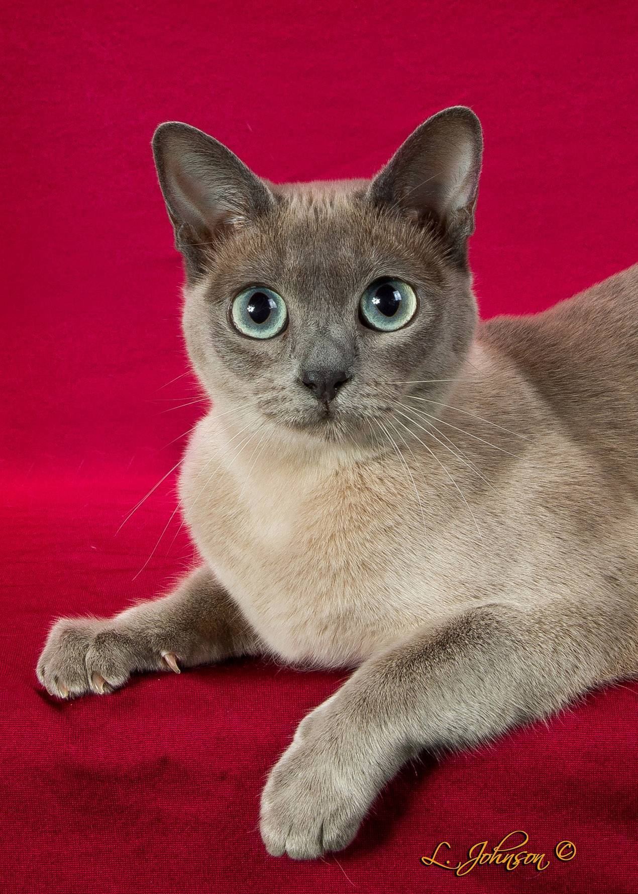 Тонкинская кошка