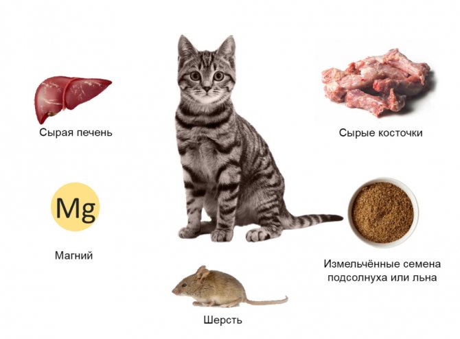 Запор у кошек - симптомы, причины, лечение в домашних условиях и у специалистов