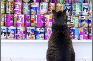 Гипоаллергенный сухой корм для кошек: какие корма не вызывают аллергию у котов? причины появления аллергии на еду