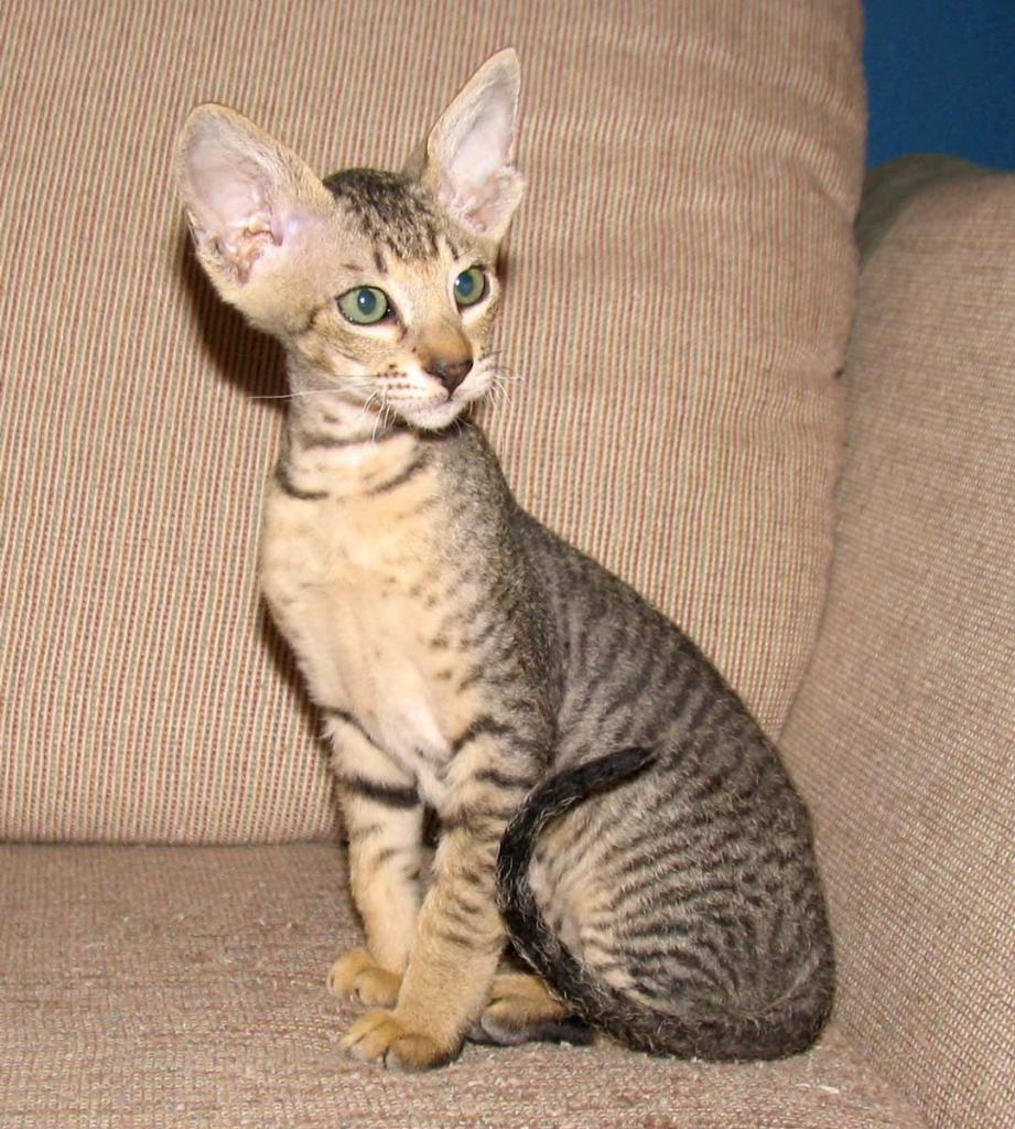 Сфинкс – описание породы лысых кошек | hill's