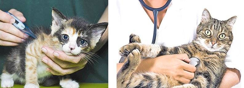 Прививки котятам от токсоплазмоза