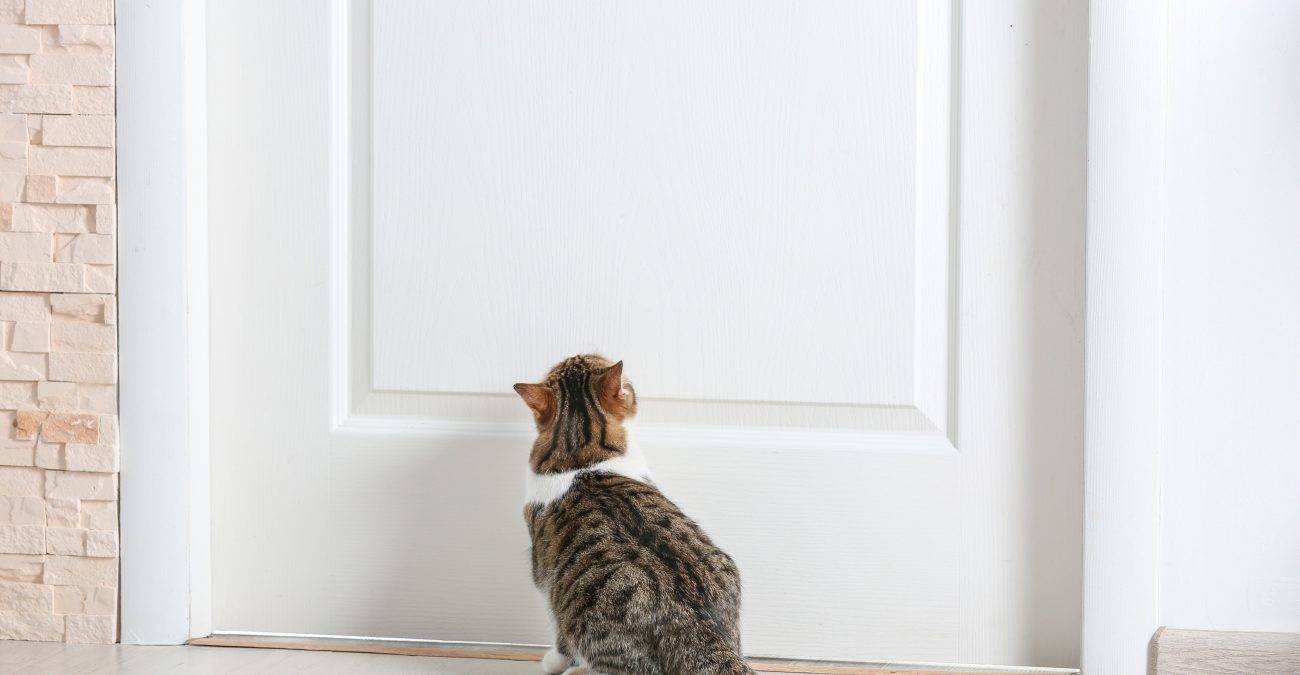 Что сделать, чтобы коты не метили входную дверь? чем ее обработать, чтобы отпугнуть своих и соседских кошек?
