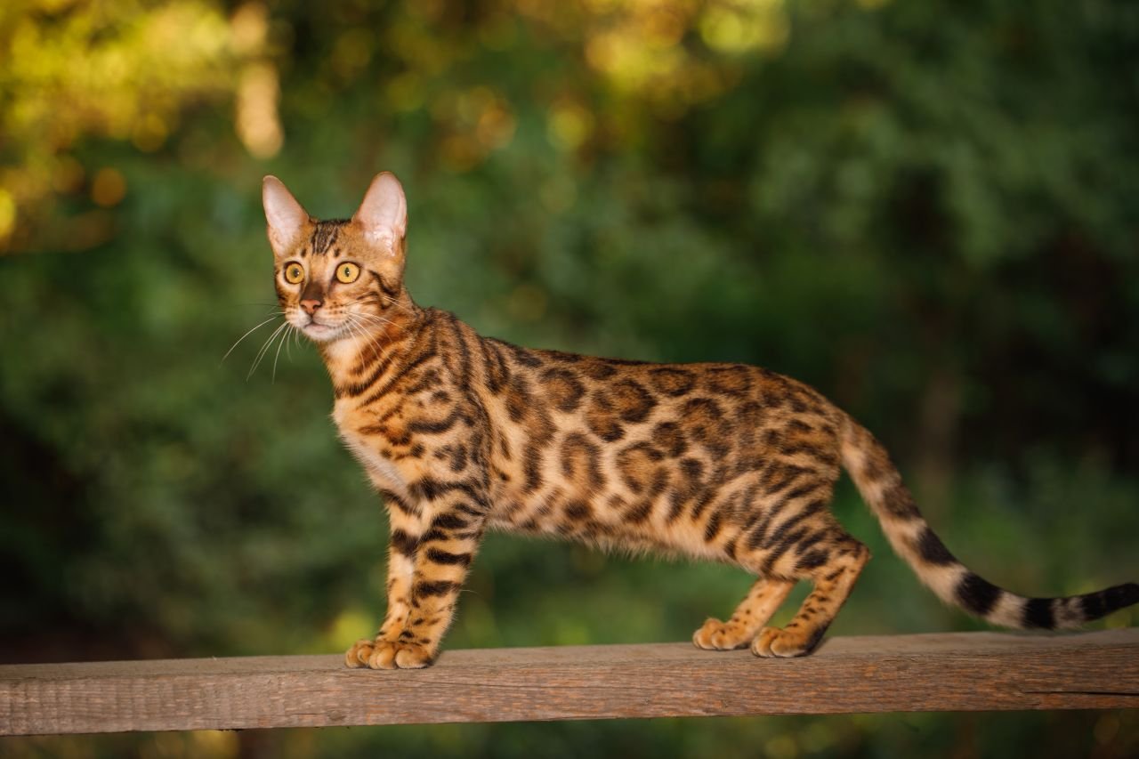Бенгальская кошка, котенок: описание породы, характер, фото