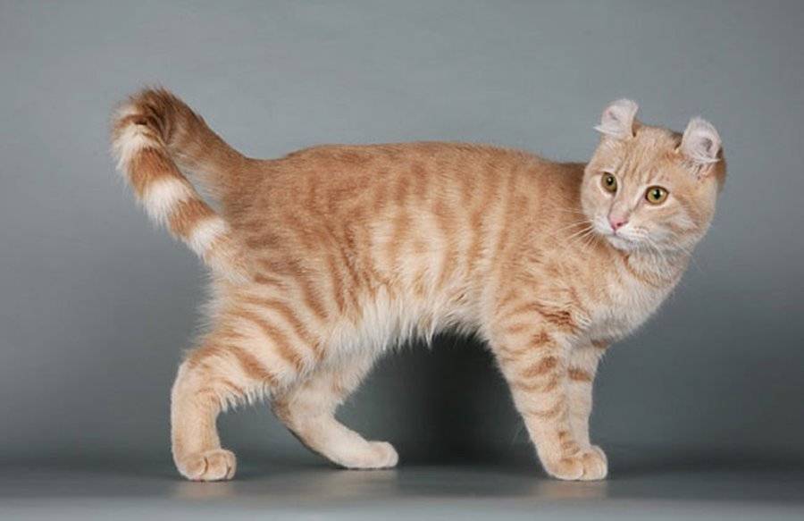 Бесхвостые породы кошек: миниатюрные рыси и яркие индивидуальности