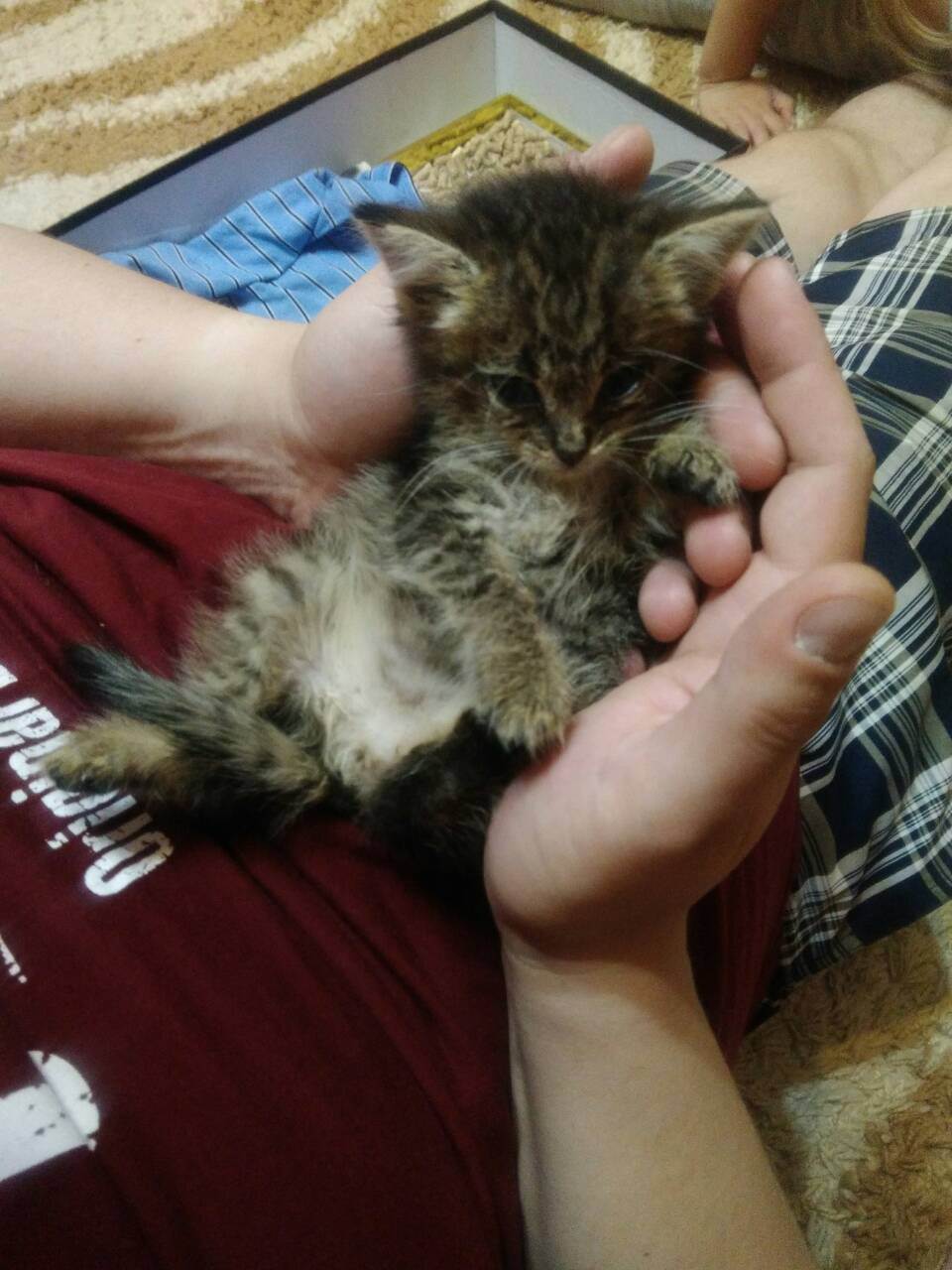 Выбор котенка и питомника. из личного опыта. - запись пользователя mama sveta (kharlamovasi) в сообществе домашние животные в категории хотим завести зверушку - babyblog.ru
