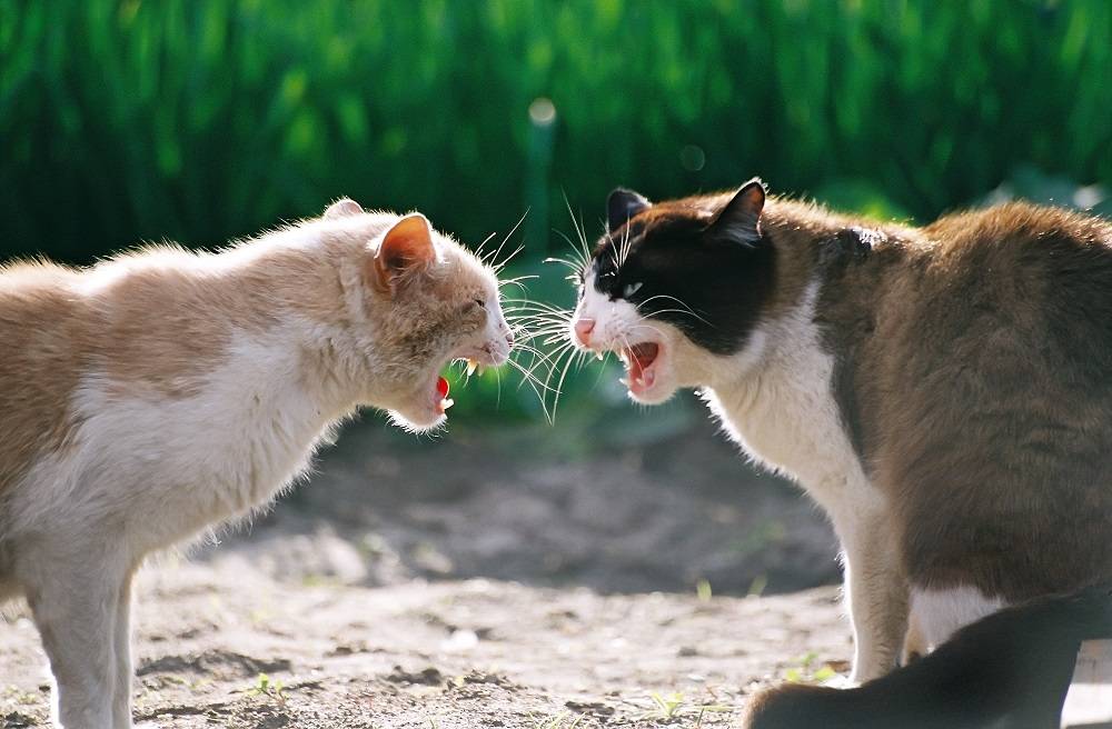 Почему кошки становятся агрессивными? причины и что с этим делать? - коточек
