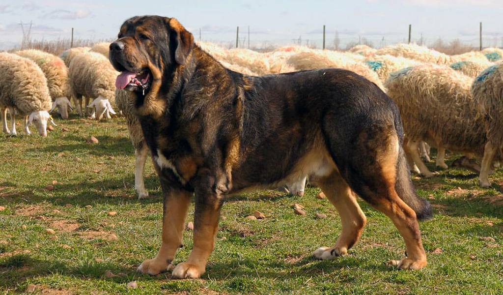 Порода собак испанский мастиф: спокойный и сильный